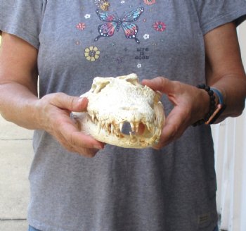 13-1/4" B-Grade Nile Crocodile Skull (Cites #084969) - $100