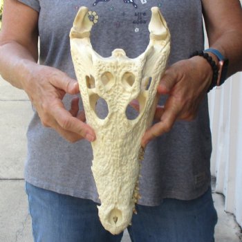13-1/4" B-Grade Nile Crocodile Skull (Cites #084969) - $100