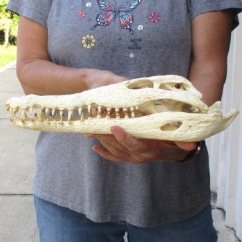 13-1/4" B-Grade Nile Crocodile Skull (Cites #084969) - $100