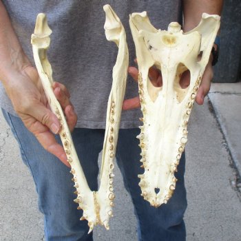 13-1/4" B-Grade Nile Crocodile Skull (Cites #084969) - $100