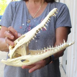 13 inches Authentic Nile Crocodile Skull for Sale for $145(CITIES #084969)