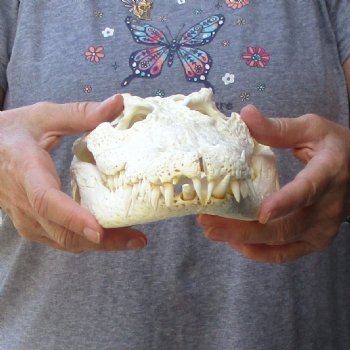 13 inches Authentic Nile Crocodile Skull for Sale for $145(CITIES #084969)