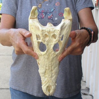 13 inches Authentic Nile Crocodile Skull for Sale for $145(CITIES #084969)