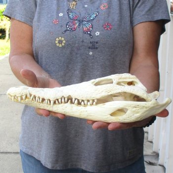 13 inches Authentic Nile Crocodile Skull for Sale for $145(CITIES #084969)