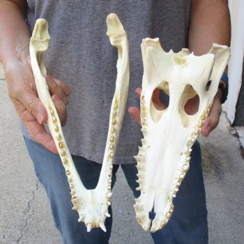 13 inches Authentic Nile Crocodile Skull for Sale for $145(CITIES #084969)