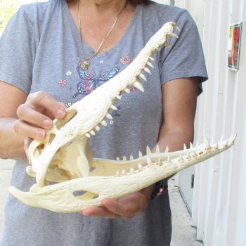 13-1/4" B-Grade Nile Crocodile Skull (Cites #084969) - $100