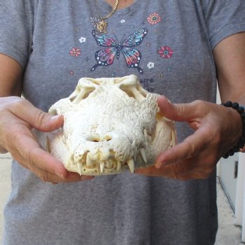 13-1/4" B-Grade Nile Crocodile Skull (Cites #084969) - $100