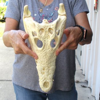 13-1/4" B-Grade Nile Crocodile Skull (Cites #084969) - $100