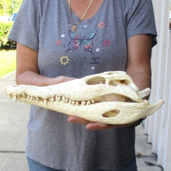 13-1/4" B-Grade Nile Crocodile Skull (Cites #084969) - $100