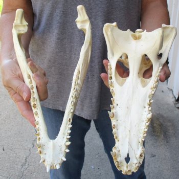 13-1/4" B-Grade Nile Crocodile Skull (Cites #084969) - $100