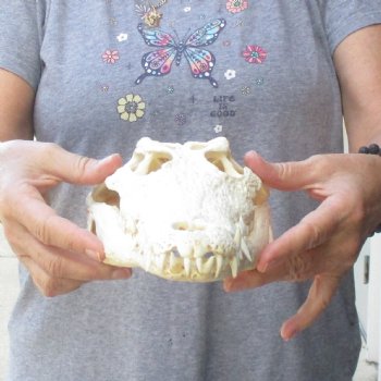 13-1/4 inches Authentic Nile Crocodile Skull for Sale for $145(CITIES #084969)
