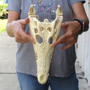 13-1/4 inches Authentic Nile Crocodile Skull for Sale for $145(CITIES #084969)