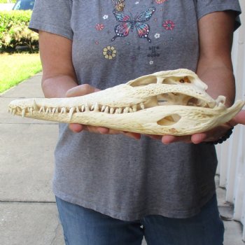 13-1/4 inches Authentic Nile Crocodile Skull for Sale for $145(CITIES #084969)