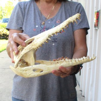 13-1/2" B-Grade Nile Crocodile Skull (Cites #084969) - $100