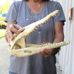 13-1/2" B-Grade Nile Crocodile Skull (Cites #084969) - $100