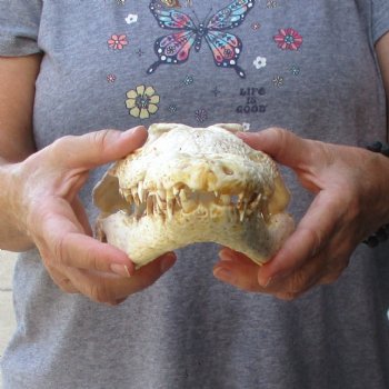 13-1/2" B-Grade Nile Crocodile Skull (Cites #084969) - $100