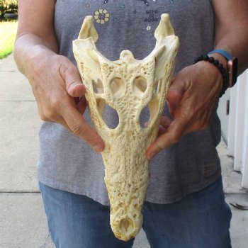 13-1/2" B-Grade Nile Crocodile Skull (Cites #084969) - $100