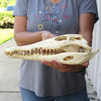 13-1/2" B-Grade Nile Crocodile Skull (Cites #084969) - $100