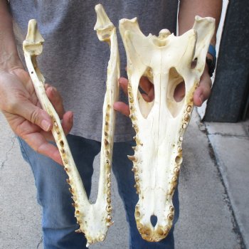 13-1/2" B-Grade Nile Crocodile Skull (Cites #084969) - $100