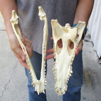 13-1/4 inches Authentic Nile Crocodile Skull for Sale for $145(CITIES #084969)