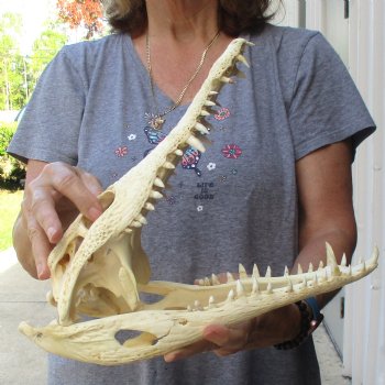 13-1/2" B-Grade Nile Crocodile Skull (Cites #084969) - $100