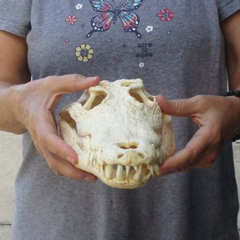 13-1/2" B-Grade Nile Crocodile Skull (Cites #084969) - $100