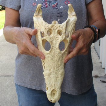 13-1/2" B-Grade Nile Crocodile Skull (Cites #084969) - $100