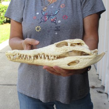 13-1/2" B-Grade Nile Crocodile Skull (Cites #084969) - $100
