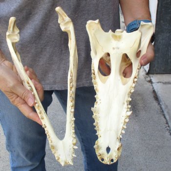13-1/2" B-Grade Nile Crocodile Skull (Cites #084969) - $100