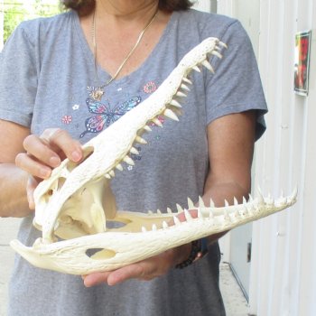 14 inches Authentic Nile Crocodile Skull for Sale for $195(CITIES #084969)