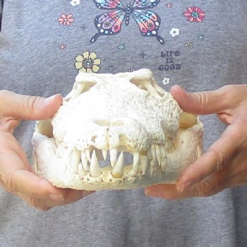 14 inches Authentic Nile Crocodile Skull for Sale for $195(CITIES #084969)
