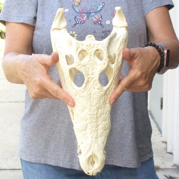 14 inches Authentic Nile Crocodile Skull for Sale for $195(CITIES #084969)