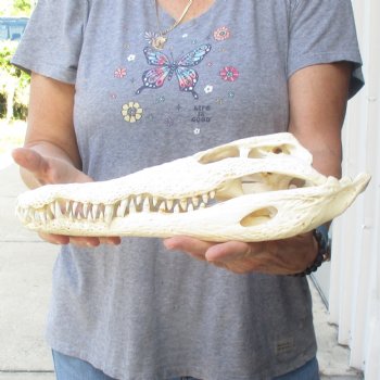 14 inches Authentic Nile Crocodile Skull for Sale for $195(CITIES #084969)