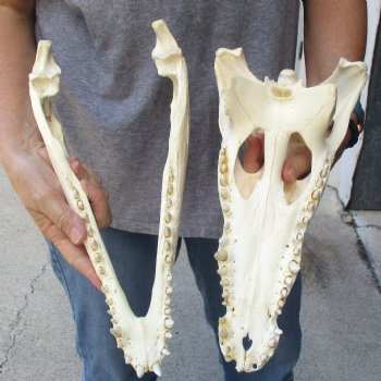 14 inches Authentic Nile Crocodile Skull for Sale for $195(CITIES #084969)
