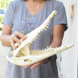 14-1/4 inches Authentic Nile Crocodile Skull for Sale for $195(CITIES #084969)