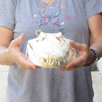 14-1/4 inches Authentic Nile Crocodile Skull for Sale for $195(CITIES #084969)