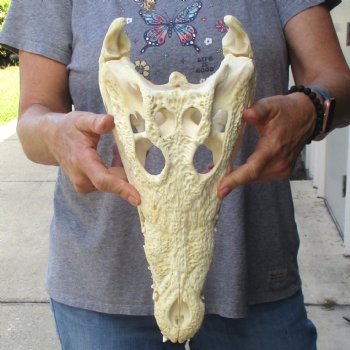 14-1/4 inches Authentic Nile Crocodile Skull for Sale for $195(CITIES #084969)
