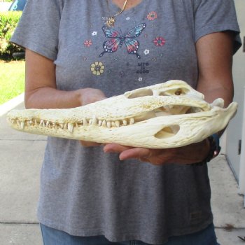 14-1/4 inches Authentic Nile Crocodile Skull for Sale for $195(CITIES #084969)
