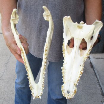 14-1/4 inches Authentic Nile Crocodile Skull for Sale for $195(CITIES #084969)