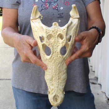 14 inches Authentic Nile Crocodile Skull for Sale for $195(CITIES #084969)
