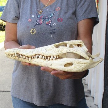 14 inches Authentic Nile Crocodile Skull for Sale for $195(CITIES #084969)