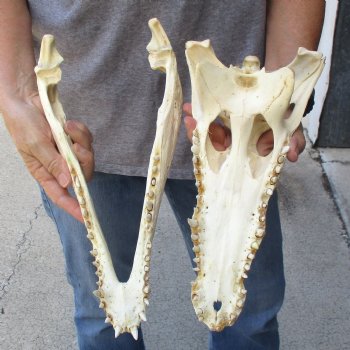 14 inches Authentic Nile Crocodile Skull for Sale for $195(CITIES #084969)