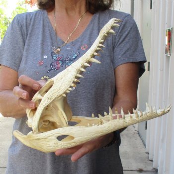 14" B-Grade Nile Crocodile Skull (Cites #084969) - $150