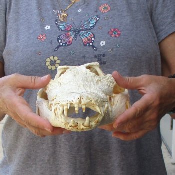 14" B-Grade Nile Crocodile Skull (Cites #084969) - $150