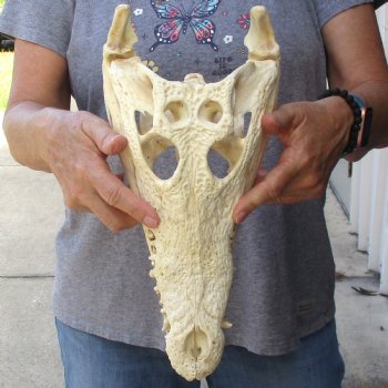 14" B-Grade Nile Crocodile Skull (Cites #084969) - $150