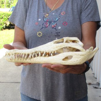 14" B-Grade Nile Crocodile Skull (Cites #084969) - $150