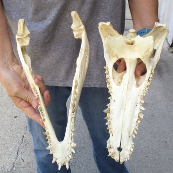 14" B-Grade Nile Crocodile Skull (Cites #084969) - $150