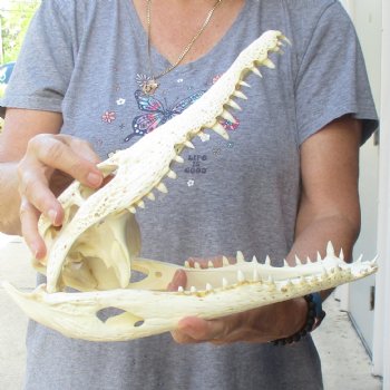 12-1/2 inches Authentic Nile Crocodile Skull for Sale for $115(CITIES #084969)