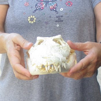 12-1/2 inches Authentic Nile Crocodile Skull for Sale for $115(CITIES #084969)