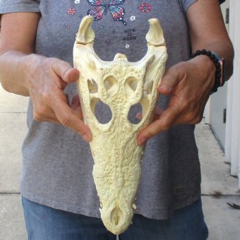 12-1/2 inches Authentic Nile Crocodile Skull for Sale for $115(CITIES #084969)